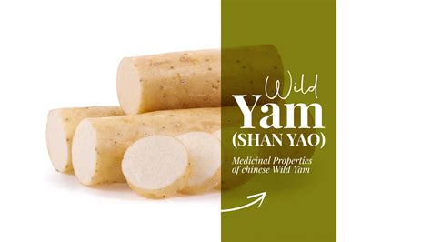 Wild Yam Shan Yao Properties And Benefits