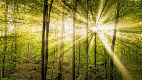 Sonnenstahlen Mit Frühnebel Im Frühlingswald Foto And Bild Wald Sonne