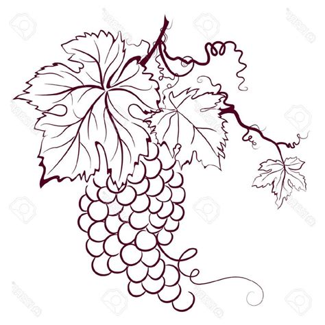 Grape Vines Drawing At Getdrawings Free Download