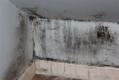Il existe plusieurs raisons pour lesquelles vos murs sont humides. Que Faire Contre Les Moisissures Sur Un Mur