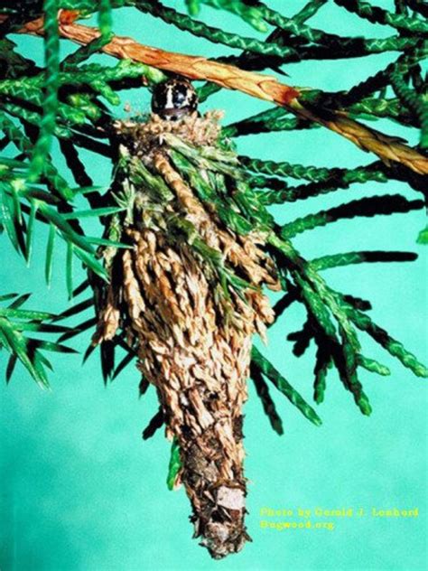 In this situation, spray bacterium bacillus thuringiensis (bt) on the herb species. How to Get Rid of Bagworms Safely | Dengarden