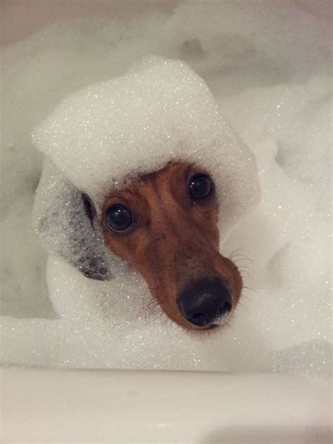 Bath Time Dauschunds Pinterest Dachshunds Animal
