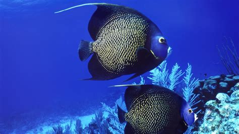 Animals Fishes Underwater Ocean Sea Life Swim Float Reef Coral Tropical Contrast