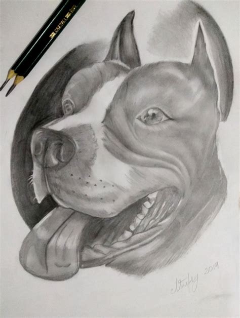 Perro Pitbull Tecnica Lapiz Grafito Perros Dibujos A Lapiz Dibujos