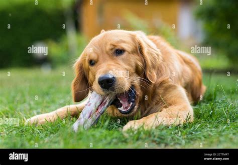 Golden Retriever Adult Dog Chewing On A Beefy Bone Stock Photo Alamy