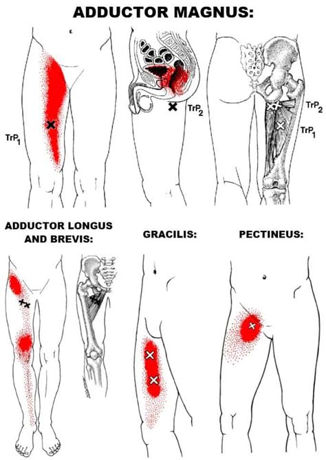 The Definitive Guide To Hip Adductor Anatomy Exercises Rehab