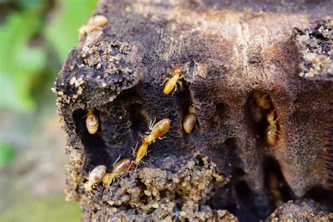 Infestation Removal — The Termite Trackers Termite Inspections