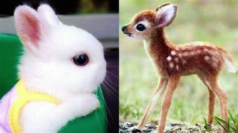 Top 10 Cutest Baby Animals From Around The World Acan
