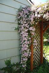 Photos of Wall Climbing Flowers