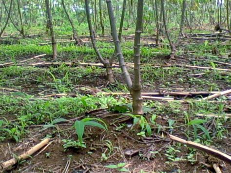 Budidaya Tanaman Singkong Budidayaku