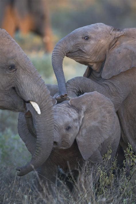 Baby Elephants At Play In Samburu Photograph By Michael Nichols