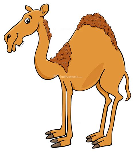 Cartoon Illustration Of Dromedary Camel Animal Character Indivstock