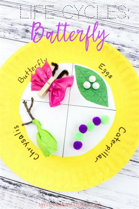 The Life Cycle Of A Butterfly Worksheets Worksheet24