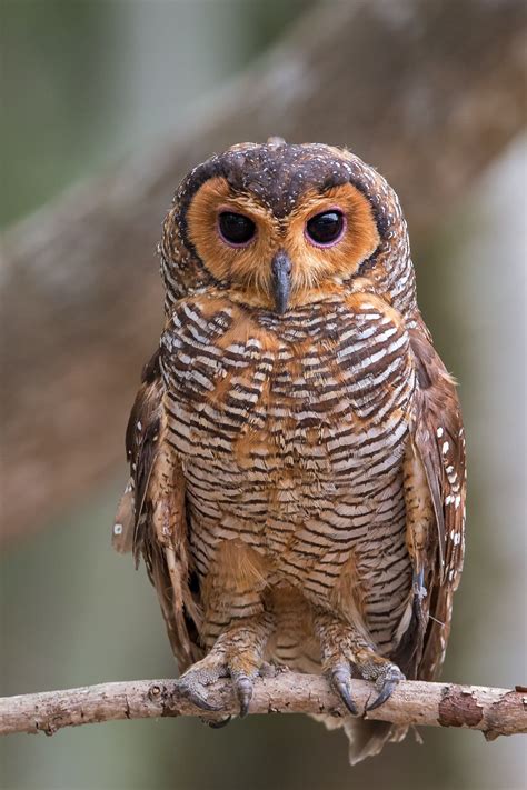 The Spotted Wood Owl Pet Birds Owl Owl Pictures
