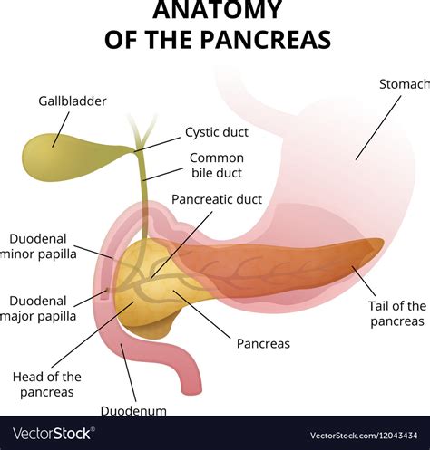 Anatomy of duodenum (parts, extent, relation, interior, blood supply, development, lymphatic drainage, nerve supply & applied. Pancreas and the duodenum location Royalty Free Vector Image