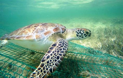 In This Case Lights Just Might Save Sea Turtles