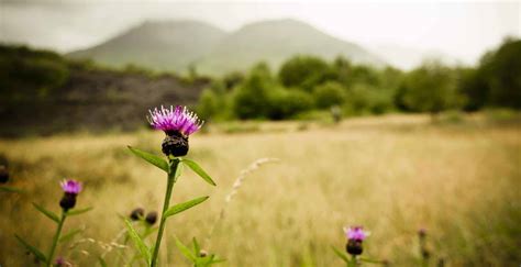 When was flower of scotland introduced to scottish sport? O Flower of Scotland - Historic UK