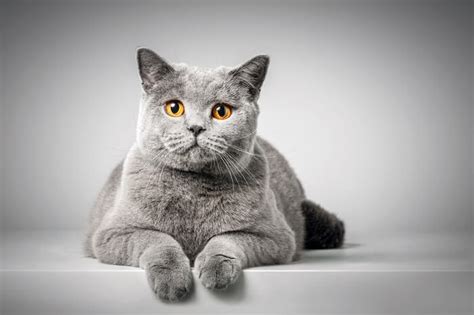 British Shorthair Cat Breed Size Appearance And Personality