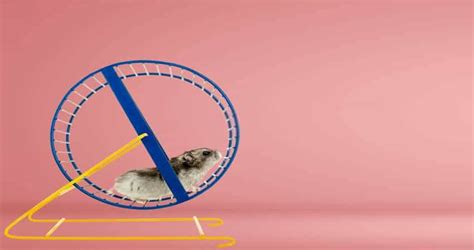 How To Make A Hamster Wheel Quiet 7 Effective Ways That Works