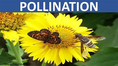 Pollination Types Of Pollination Pollinators Science