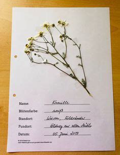 Conheça todos os produtos herbarium. Die 7 besten Bilder von Herbarium vorlage in 2020 ...
