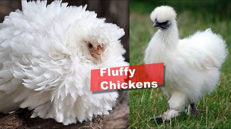Smallest Chickens Breed