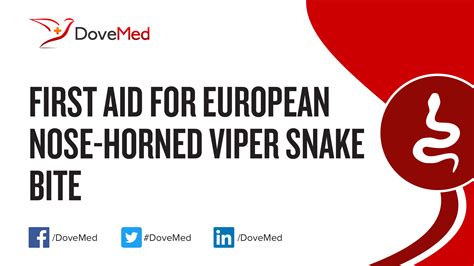 First Aid For European Nose Horned Viper Snake Bite