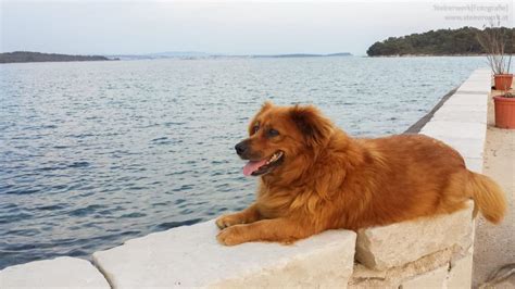 Weitere ideen zu haus am meer, haus, ferienhaus. Urlaub mit Hund in Kroatien - Einreisebestimmungen ...