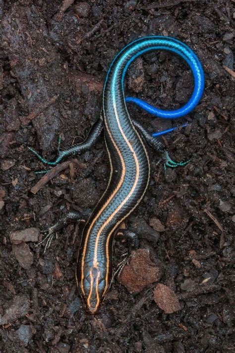 Blue Tail Skinks Are Great Garden Pest Killers And Are Not Venomous