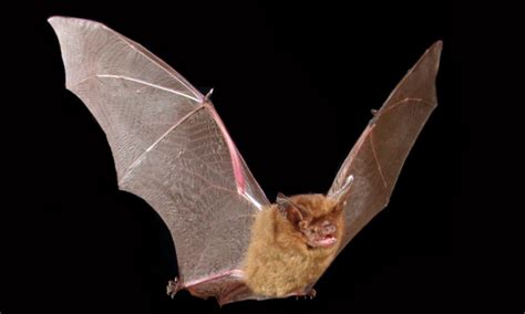 Evening Bats Archives All About Bats