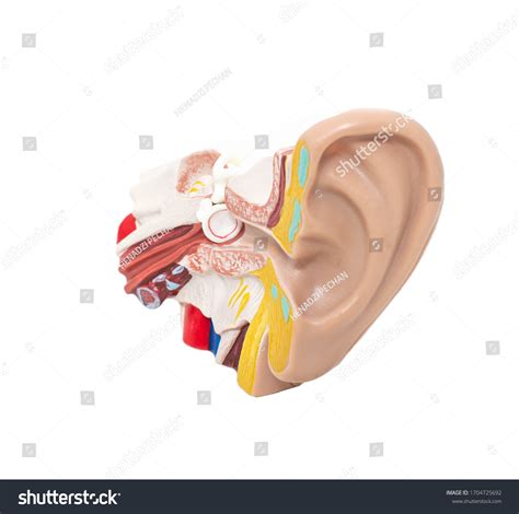 Mock Ear Eardrum Auditory Tube On Stock Photo 1704725692 Shutterstock