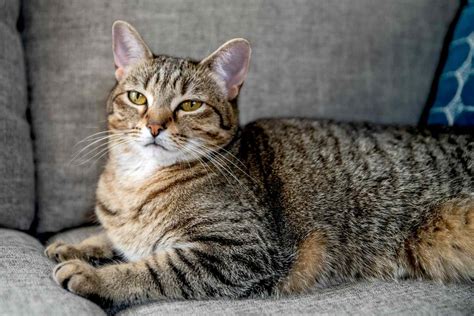 Tabby Cat Breed Profile Characteristics Care