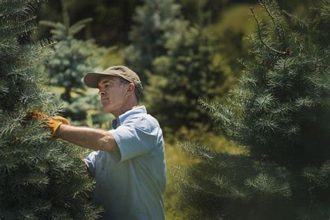 Pruning Your Fir Trees In The Landscape Evergreen Trees Tree Fir Tree