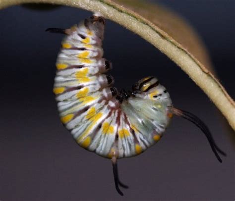 Queen Prepupa Larva To Pupa Raising Butterflies How To Find And