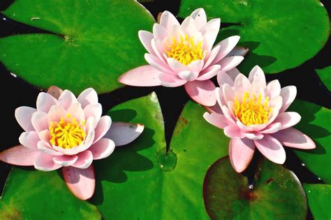 Water Lily Growing It And Advice On How To Care For It