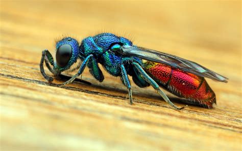 Jjs Photographic Nature Blog A Jewel Of A Cuckoo Wasp Wasp