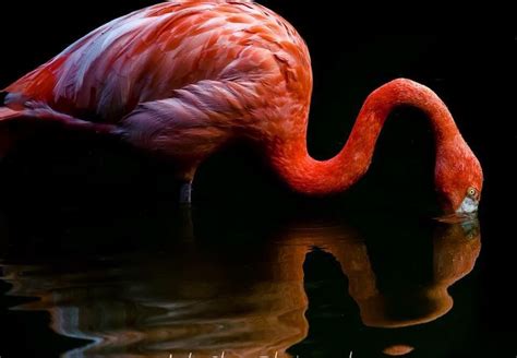 Pink Flamingo And Reflection In The Water Pink Flamingos Flamingo Pink