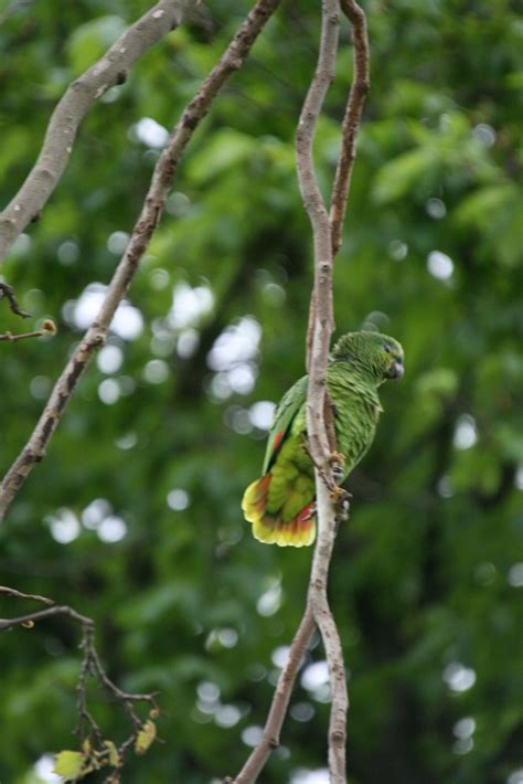 Amazon Hybrid City Parrots Advocates Responsible Synurbani Flickr