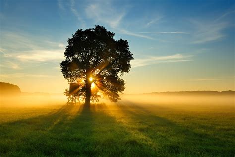 Oak Tree In Meadow At Sunrise Sunbeams Breaking Through Morning