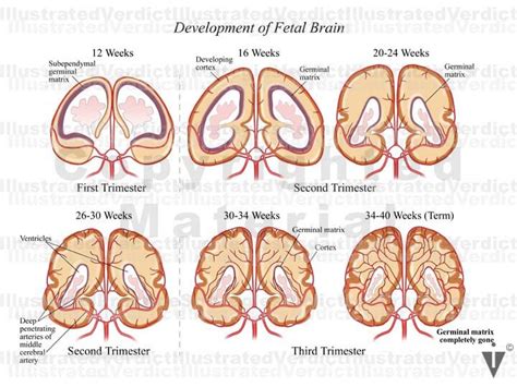 Stock Baby Brain Vascular Anatomy — Illustrated Verdict