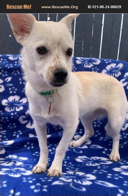 adopt 21062400029 ~ chihuahua rescue ~ phoenix az