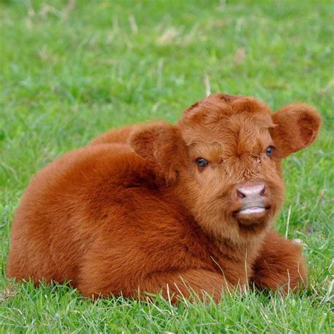 This Fluffy Little Calf Or Is It A Teddy Bear In Disguise Baby Cows