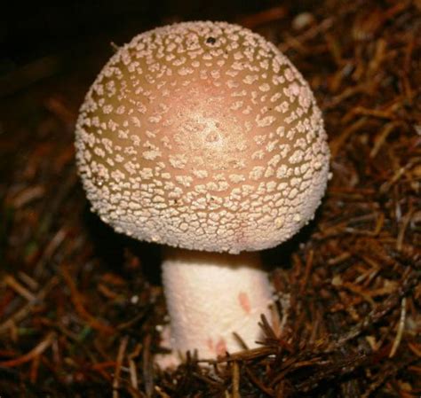 Amanita Rubescens Blusher Mushroom