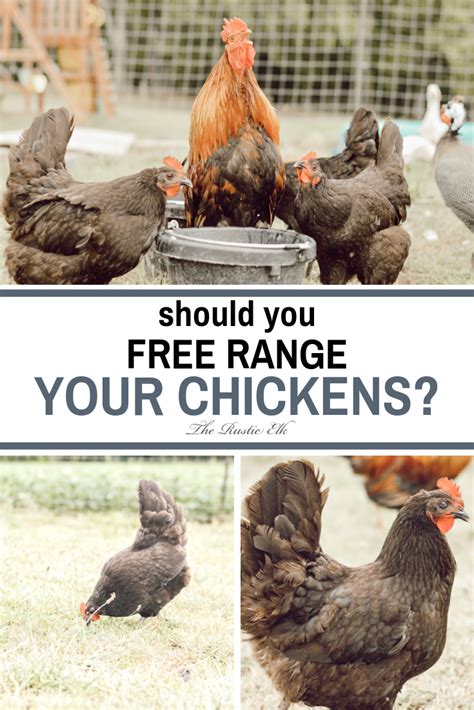 Pros Versus Cons Of Free Range Chickens Chickens Backyard Raising