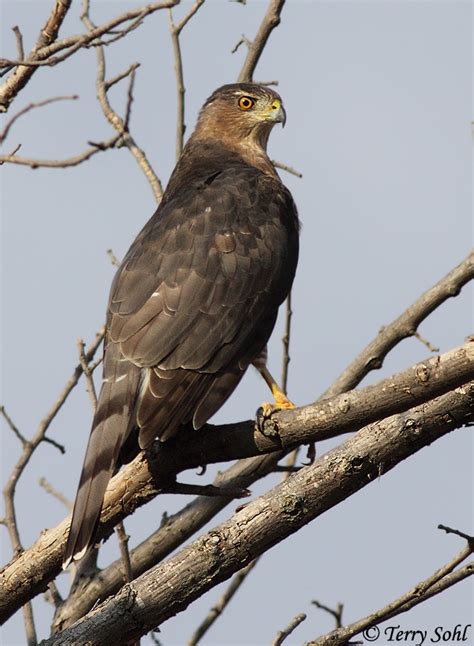 Coopers Hawk South Dakota Birds