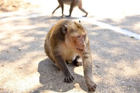 Monkeys Play And Looking Around Stock Photo Image Of Monkey Mammal
