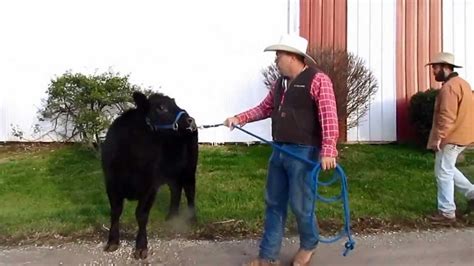 The Ultimate Cow Halter Breaking A Heifer The Crothers