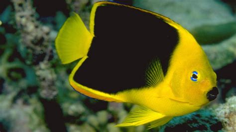 Eyes wallpaper bubbles wallpaper fish wallpaper live wallpaper iphone flower phone wallpaper wallpaper space colorful wallpaper beautiful nature pictures beautiful nature wallpaper. Beautiful Sea Fish | HD Wallpapers (High Definition ...