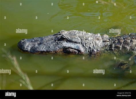 American Alligator In Water Half Submerged Up Close Dangerous