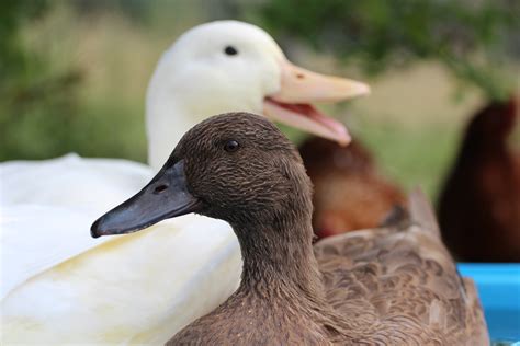 Prices will increase $1 each week. Pekin Duck For Sale | Ducks | Breed Information | Omlet